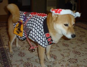 柴犬の皆様 オリジナル法被デザイン