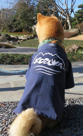 背中のショットです♪

狐塚造園様の「KOZUKA」背文字に入れました。