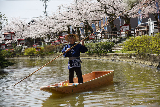 昔ながらの紺地の法被を着て、満開の桜の中で木造和船をこぐ姿、これぞ「日本の伝統美」ですね！